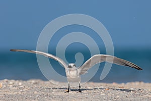 A sandwich tern preparing to take flight at the beach in Florida