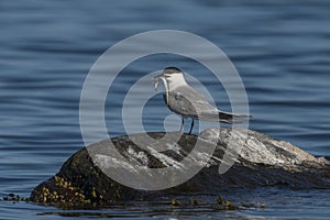 Sandwich Tern (Sterna sandvicensis)