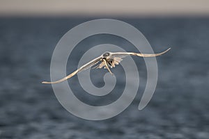 Sandwich Tern (Sterna sandvicensis)