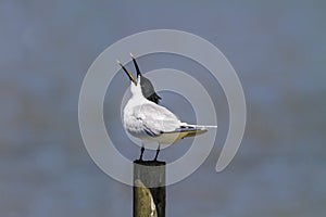 Sandwich tern Sterna sandvicensis, Poole Harbour, Dorset