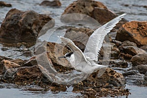 Sandwich tern Thalasseus sandvicensis