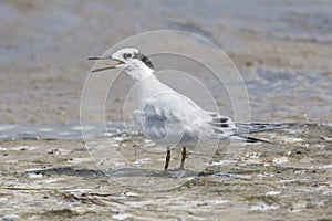 Sandwich Tern, Thalasseus sandvicensis