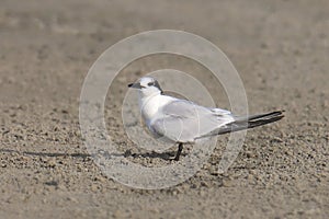 Sandwich Tern thalasseus sandvicensis