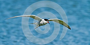 Sandwich Tern (Thalasseus sandvicensis )