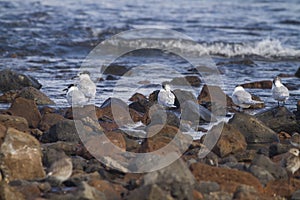 Sandwich Tern (Thalasseus sandvicensis )