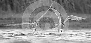 Sandwich Tern (Thalasseus sandvicensis)