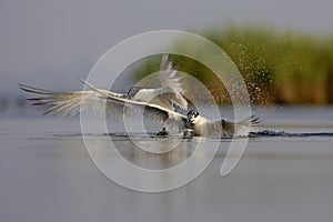 Sandwich Tern (Thalasseus sandvicensis ).