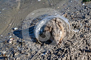 Sandwich tern (Thalasseus sandvicensis), chick hides in a plastic cup on the bank of the Tiligul Estuary