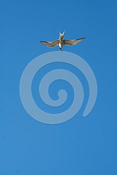 Sandwich tern (Thalasseus sandvicensis) diving down against the blue sky, Ukraine