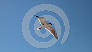 Sandwich tern Thalasseus sandvicensis flying across a blue sky