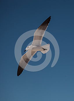 Sandwich tern Thalasseus sandvicensis flying across a blue sky