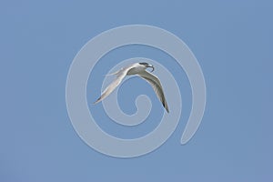 Sandwich tern (Thalasseus sandvicensis) Germany