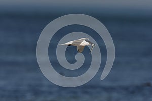 Sandwich tern (Thalasseus sandvicensis) Germany