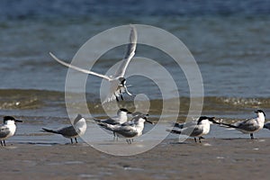 Sandwich tern (Thalasseus sandvicensis) Germany