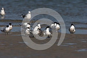 Sandwich tern (Thalasseus sandvicensis) Germany