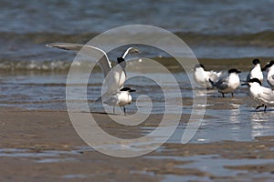 Sandwich tern (Thalasseus sandvicensis) Germany