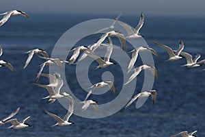 Sandwich tern (Thalasseus sandvicensis) Germany