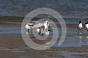 Sandwich tern (Thalasseus sandvicensis) Germany