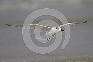 A Sandwich tern Thalasseus sandvicensis landing on fort myers beach with the Gulf of Mexico in the background.