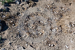 Sandwich tern (Thalasseus sandvicensis), nests with eggs on dry ground on an island in the lower reaches