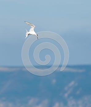 A Sandwich tern Thalasseus sandvicensis shortly before diving