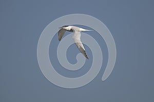 Sandwich tern, Thalasseus sandvicensis