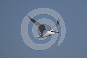 Sandwich tern, Thalasseus sandvicensis