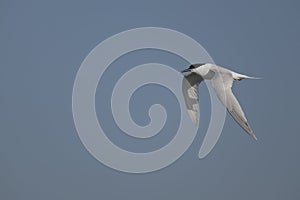 Sandwich tern, Thalasseus sandvicensis