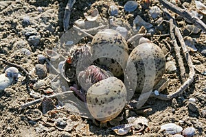 Sandwich tern (Thalasseus sandvicensis), tern chick in the nest, Tiligul estuary, Ukraine