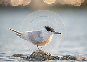 Sandwich tern (Thalasseus sandvicensis) is a tern in the family Laridae. photo