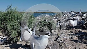 Sandwich tern Thalasseus sandvicensis. Young birds in a large colony of terns on a sandy island