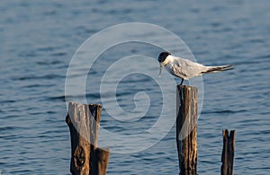 Sandwich terns (Thalasseus sandvicensis) in natural environment