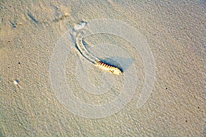 Sandworm at the beach