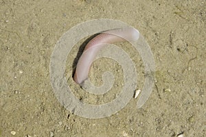 sandworm