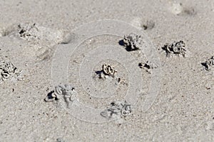 Sandworm casts, Arenicola marina