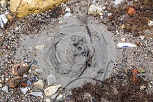 Sandworm hole on a Danish beach