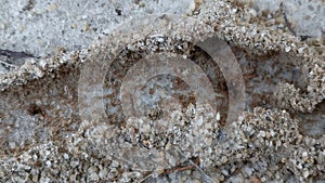 Sandy anthill nest on the ground