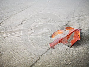 Sandy background for frame texture design.