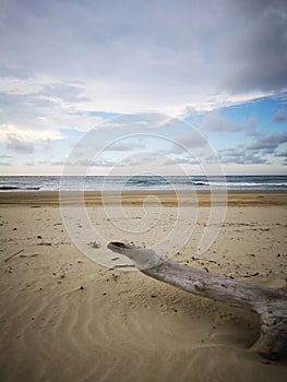 Tree branches being washed up on sea shore during the low tide.