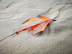 Sandy background for frame texture design.