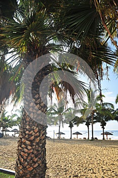 sandy banca beach with sun loungers and umbrellas on the pacific ocean mancora peru