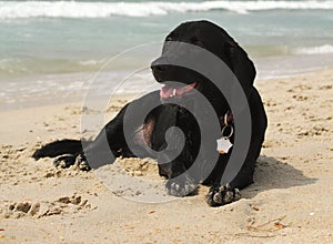 Sandy Bassador Puppy