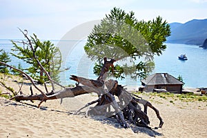 Sandy bay on the lake Baikal on sunny summer day. Larch roots protruded from the sand