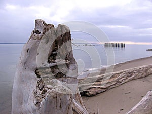 Sandy beach against the sky landscape with a dry tree