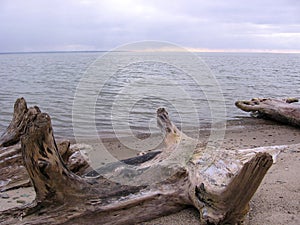 Sandy beach against the sky landscape with a dry tree