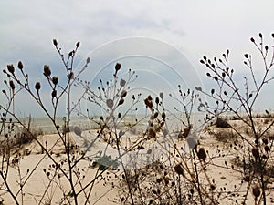 Sandy beach of the Azov Sea overgrown with burdock grass