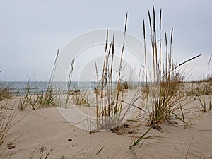 Sandy beach of the Azov Sea overgrown with tall grasses