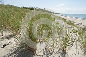 Sandy beach of the Baltic Sea.