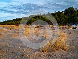 Sandy beach of Baltic sea with dry agrass. Cloudy sky. Beautiful nature. Green coniferous trees.