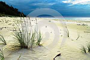 Sandy beach at the Baltic sea with growing sand ryegrass, Leymus arenarius. Dramatic stormy tempestuous sky.